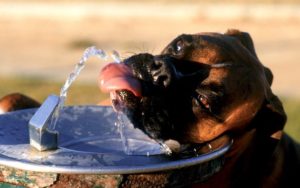 dog-drinking-fountain